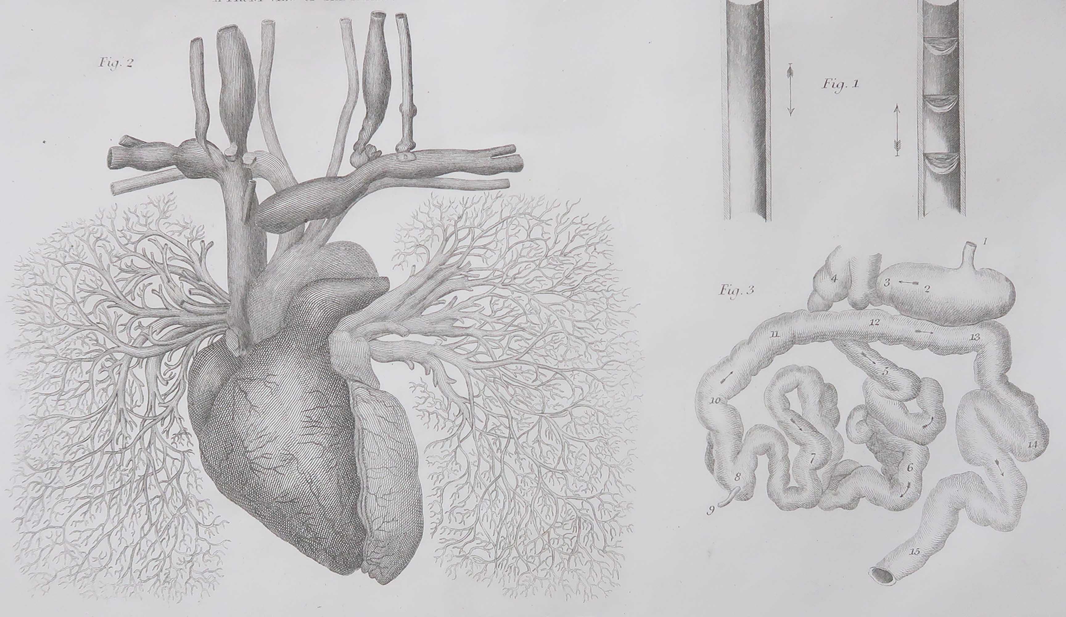 Lámina médica antigua original: «El corazón». Década de 1830 en venta