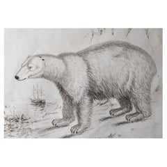 Original Antique Natural History Print, Polar Bear, circa 1835 Original Antique Natural History Print, Polar Bear, circa 1835