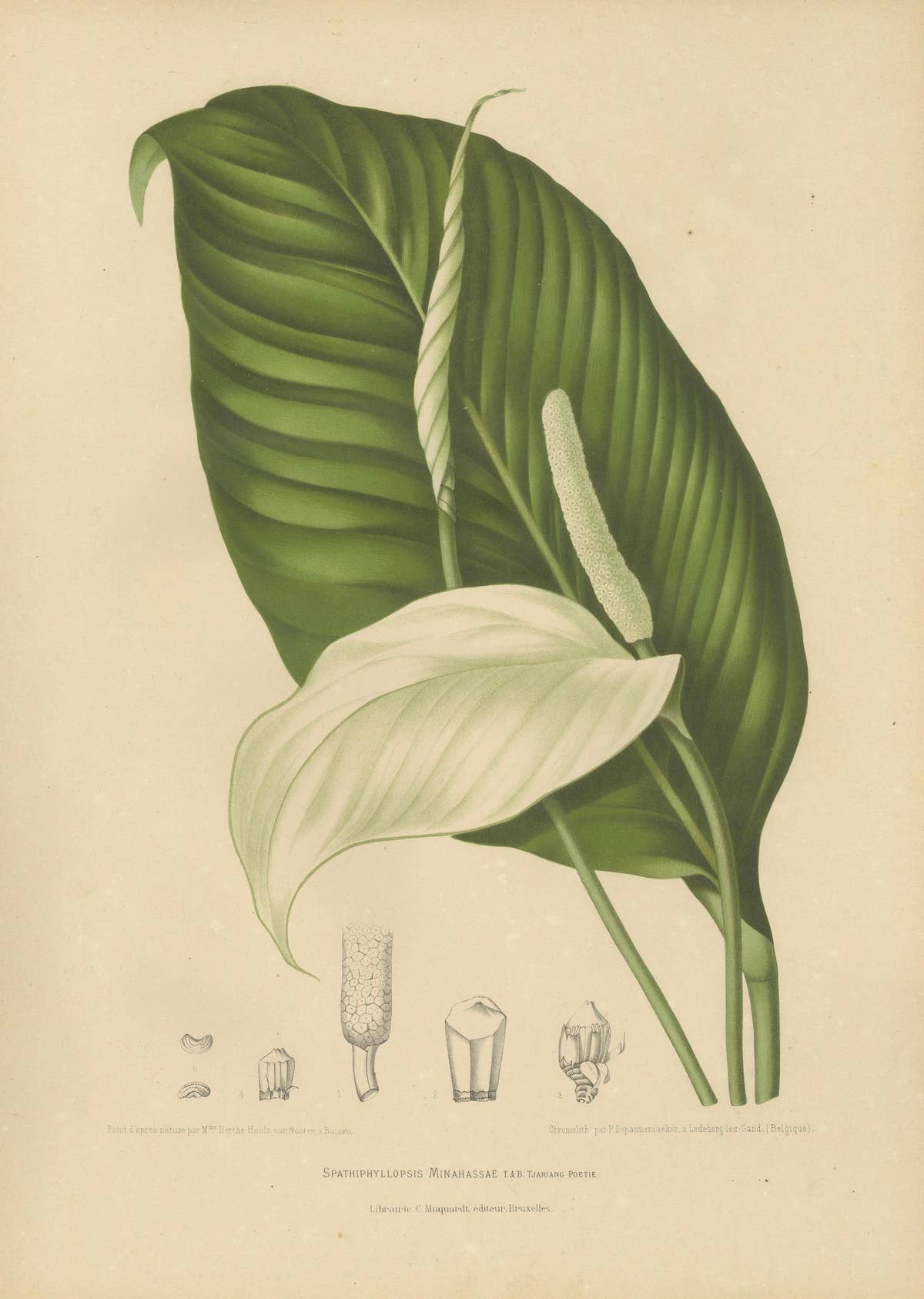Original Antique Peace Lily Botanical Chromolithograph by Hoola van Nooten, 1880