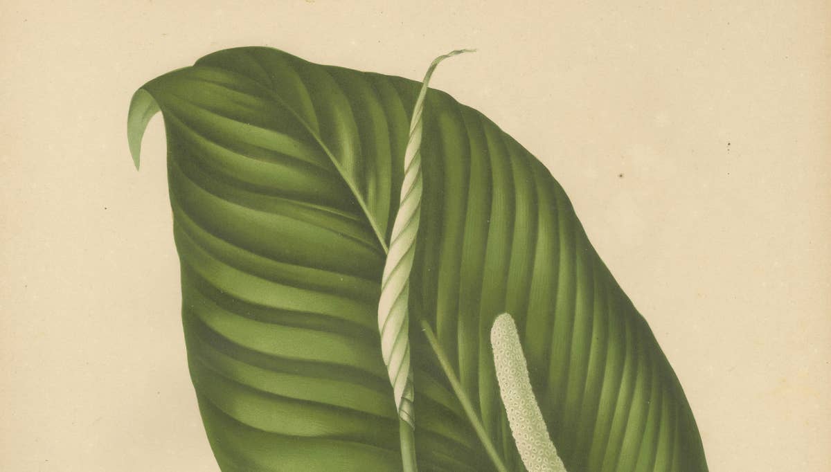 Original Antique Peace Lily Botanical Chromolithograph by Hoola van Nooten, 1880