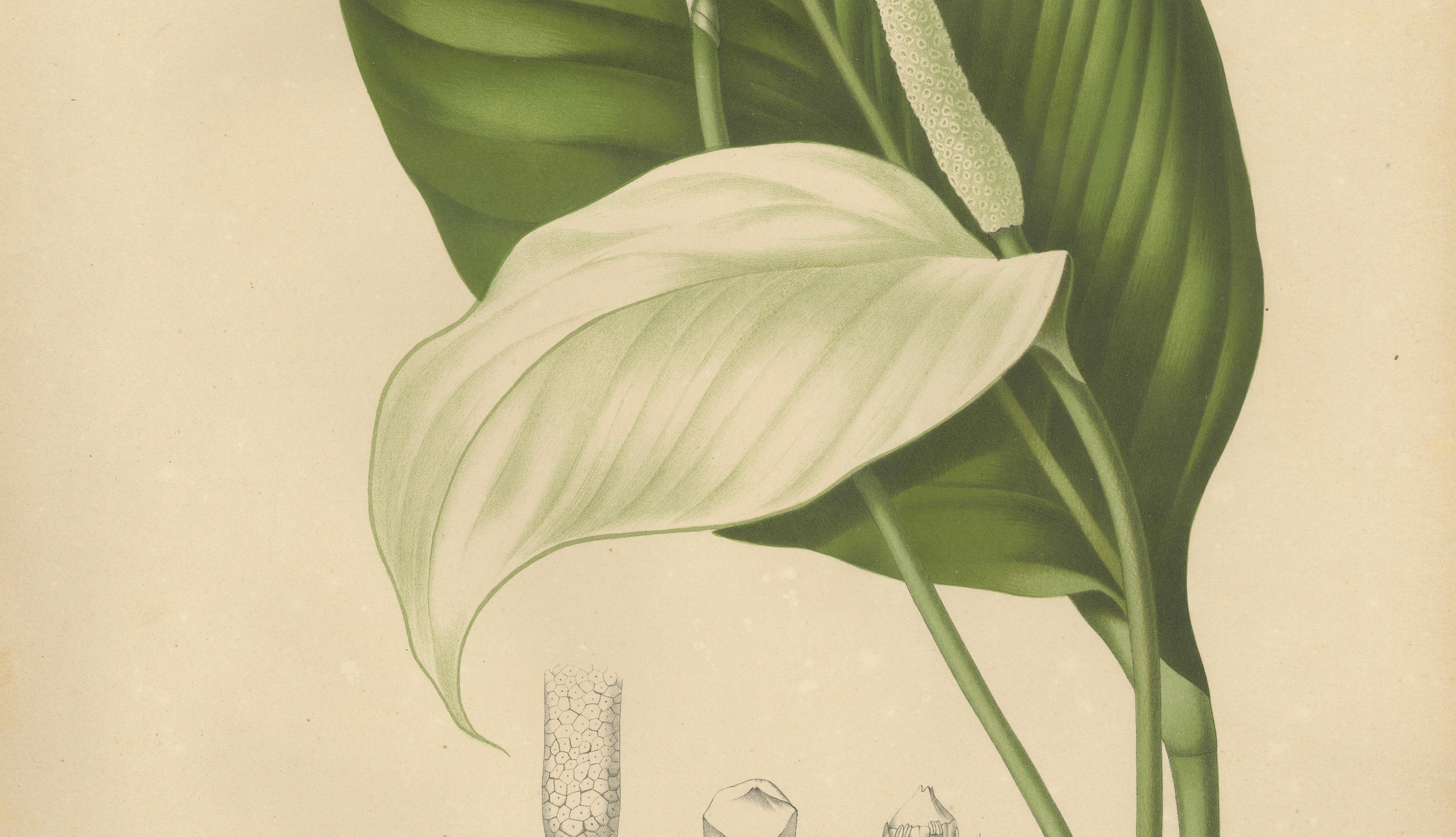 Original Antique Peace Lily Botanical Chromolithograph by Hoola van Nooten, 1880
