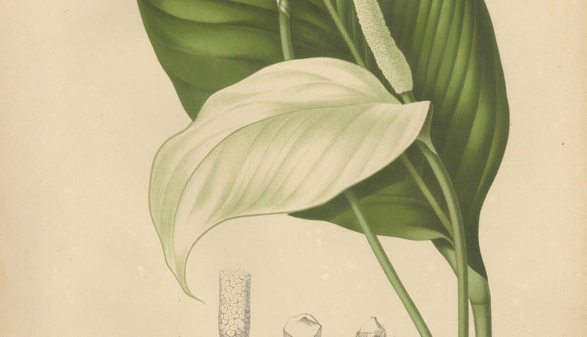 Original Antique Peace Lily Botanical Chromolithograph by Hoola van Nooten, 1880