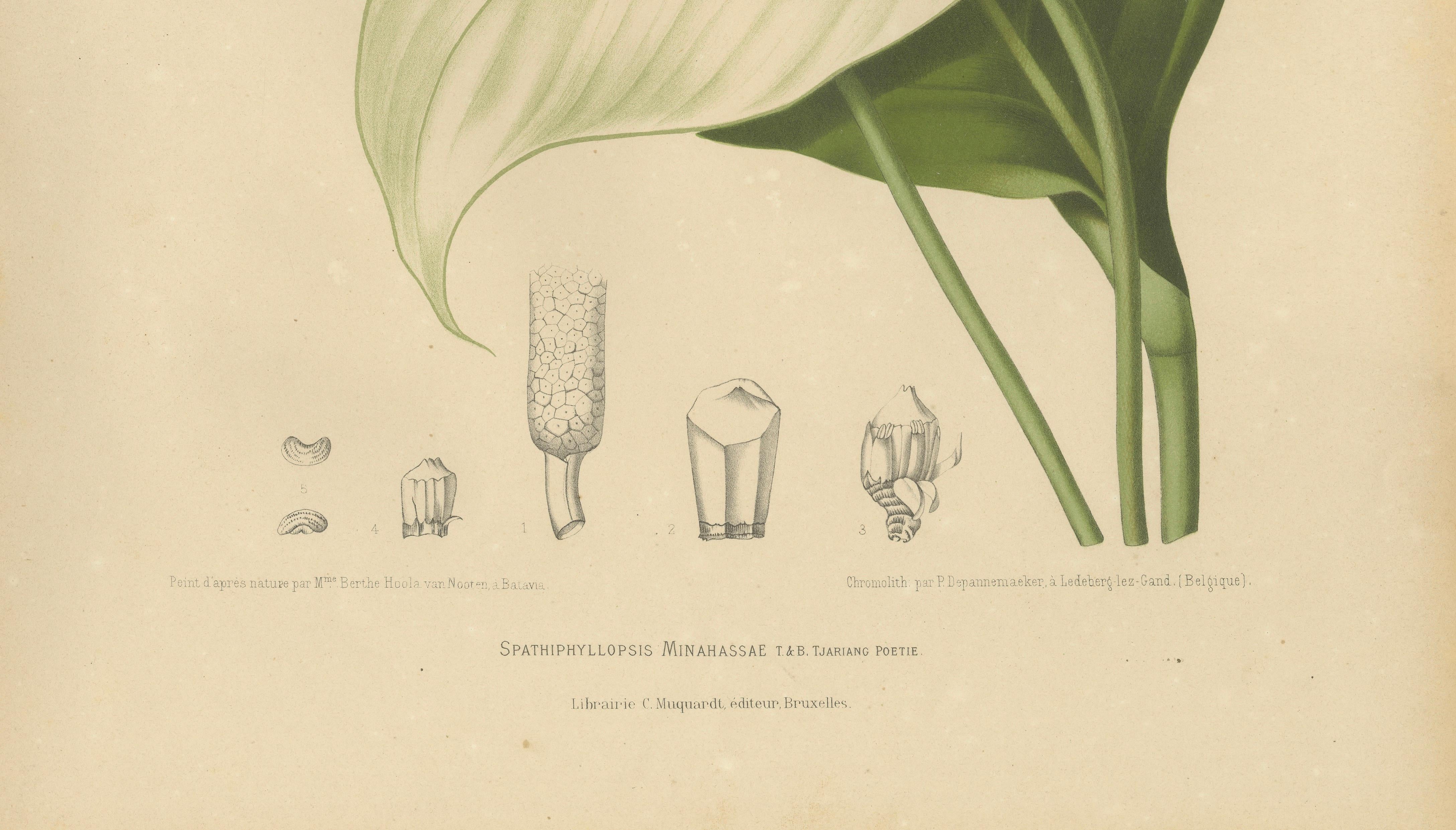 Original Antique Peace Lily Botanical Chromolithograph by Hoola van Nooten, 1880