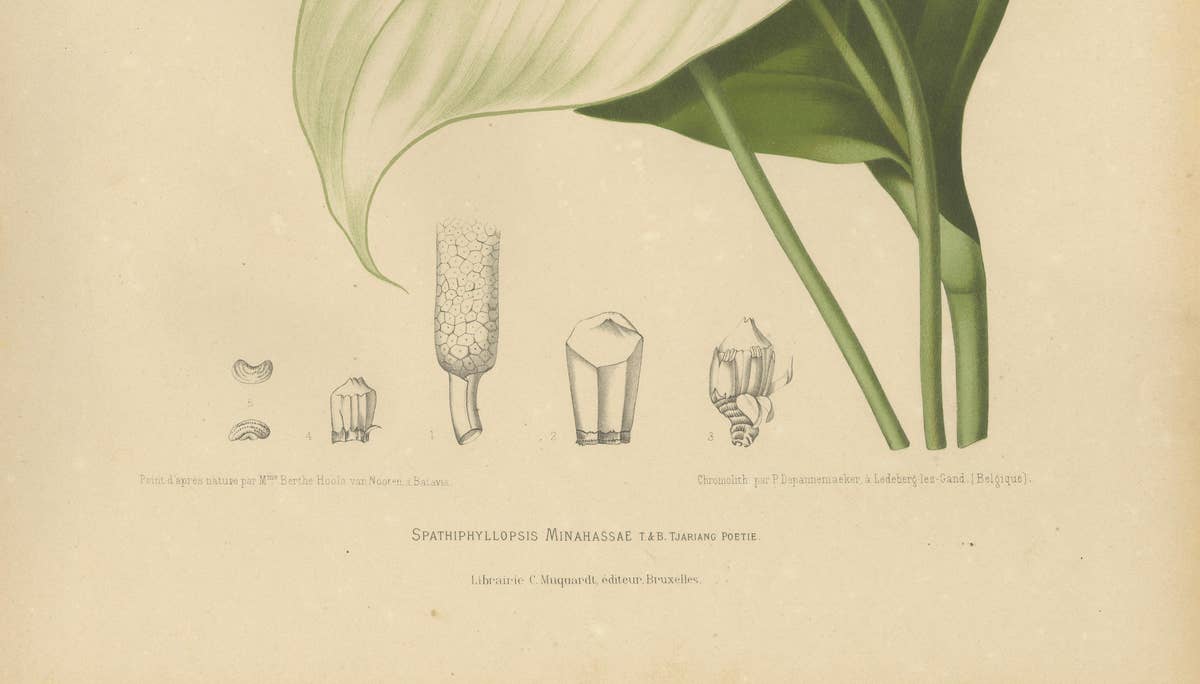 Original Antique Peace Lily Botanical Chromolithograph by Hoola van Nooten, 1880