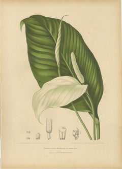 Original Antique Peace Lily Botanical Chromolithograph by Hoola van Nooten, 1880