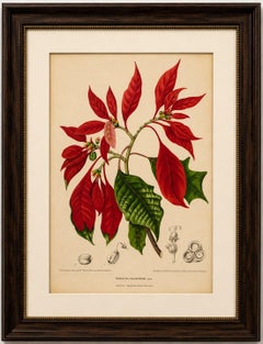 Original Antique Poinsettia Botanical Chromolithograph by Hoola van Nooten, 1880