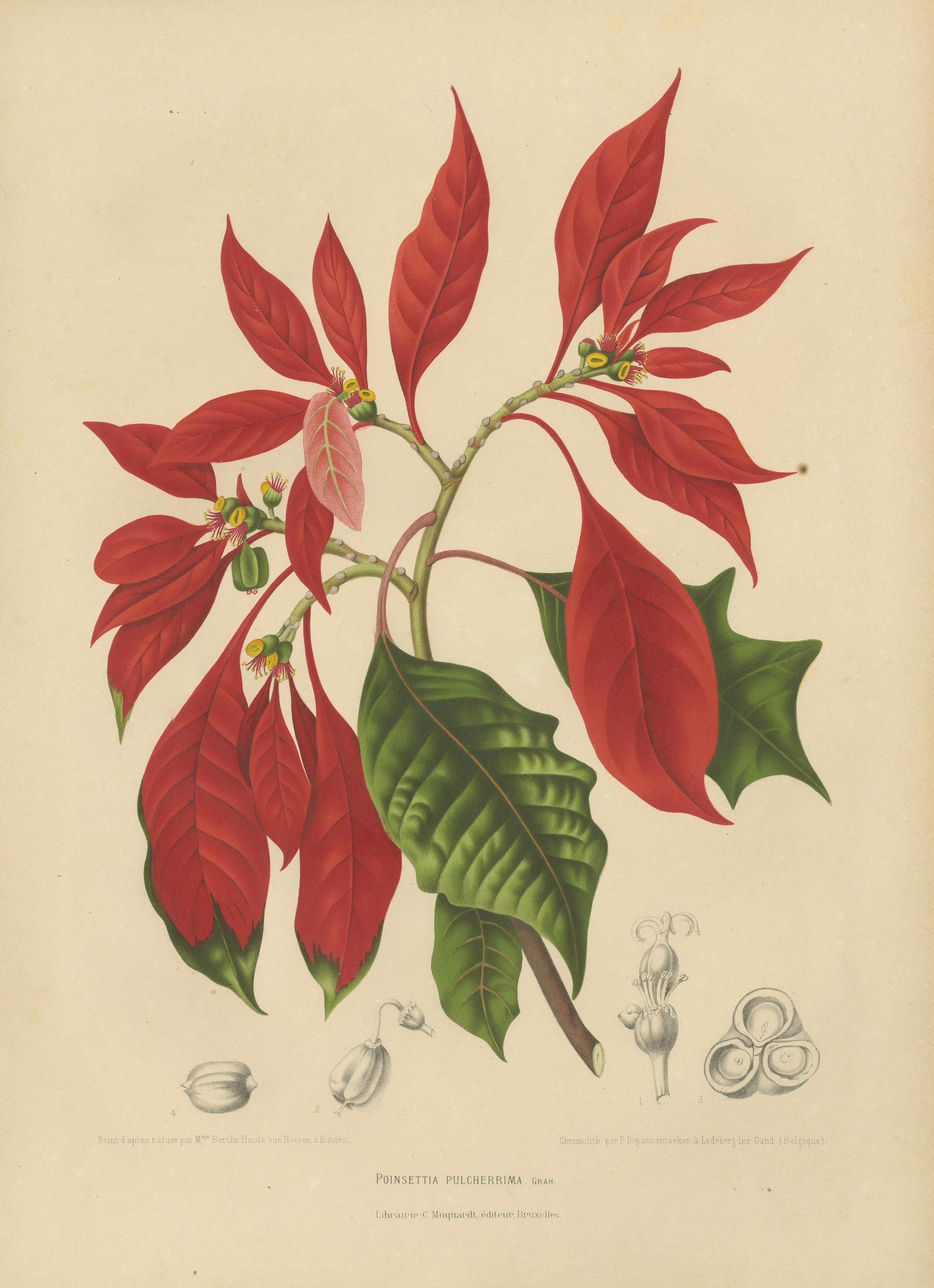 Original Antique Poinsettia Botanical Chromolithograph by Hoola van Nooten, 1880
