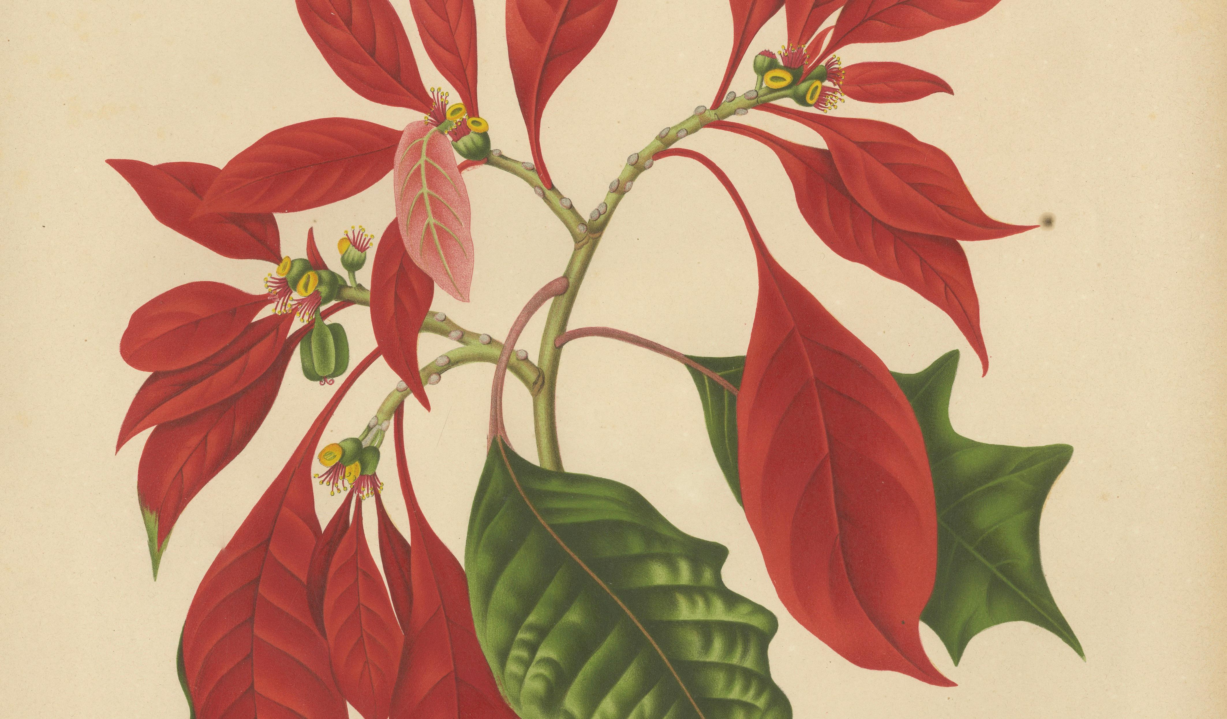 Original Antique Poinsettia Botanical Chromolithograph by Hoola van Nooten, 1880