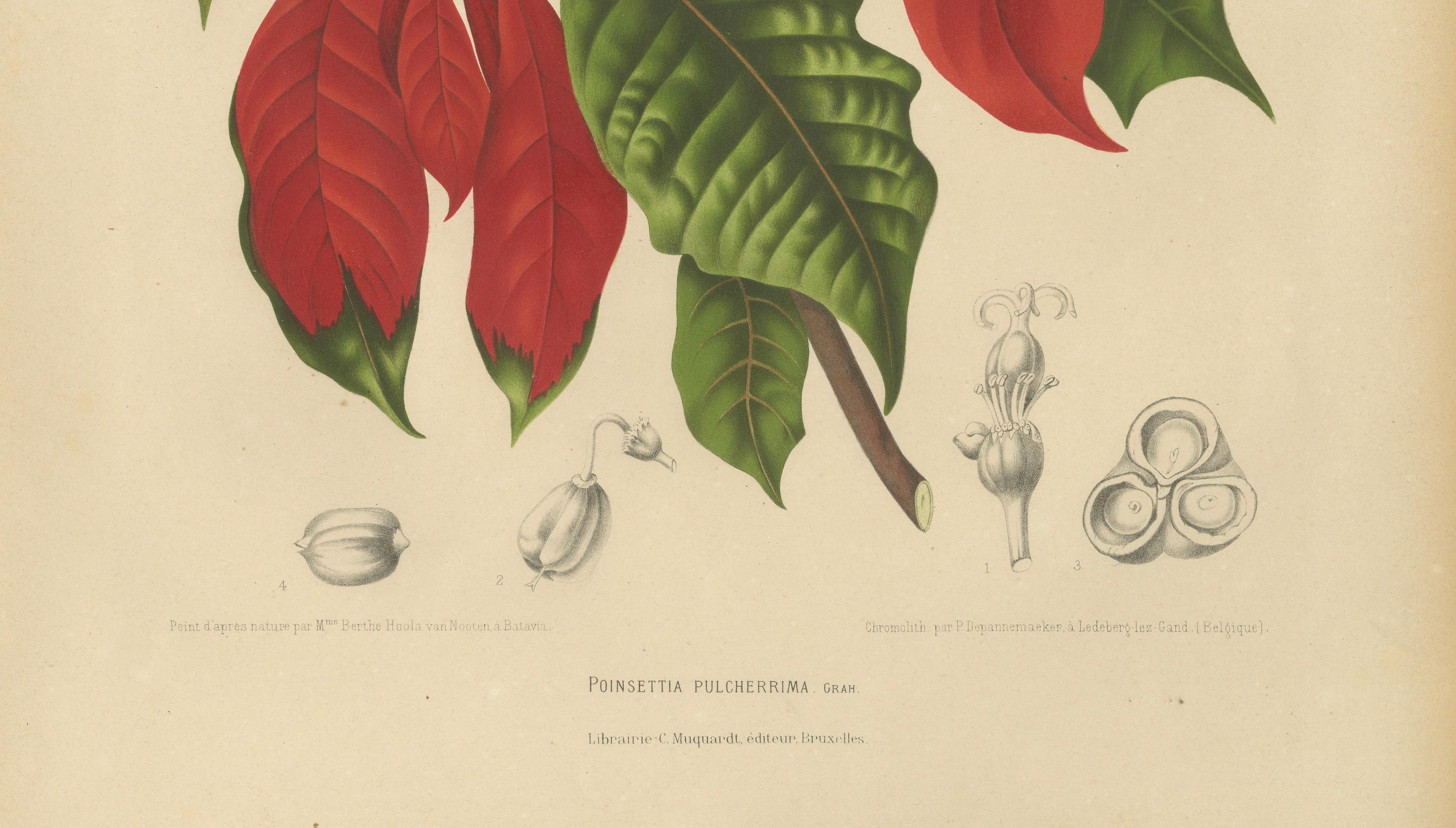 Original Antique Poinsettia Botanical Chromolithograph by Hoola van Nooten, 1880