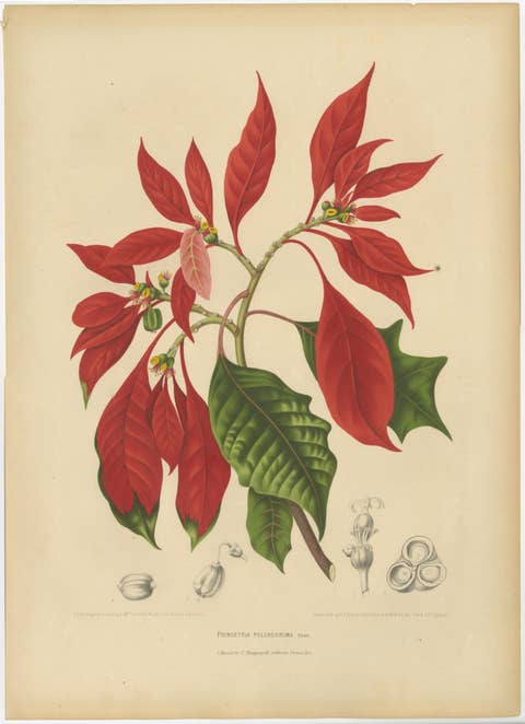 Original Antique Poinsettia Botanical Chromolithograph by Hoola van Nooten, 1880