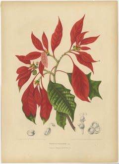 Original Antique Poinsettia Botanical Chromolithograph by Hoola van Nooten, 1880