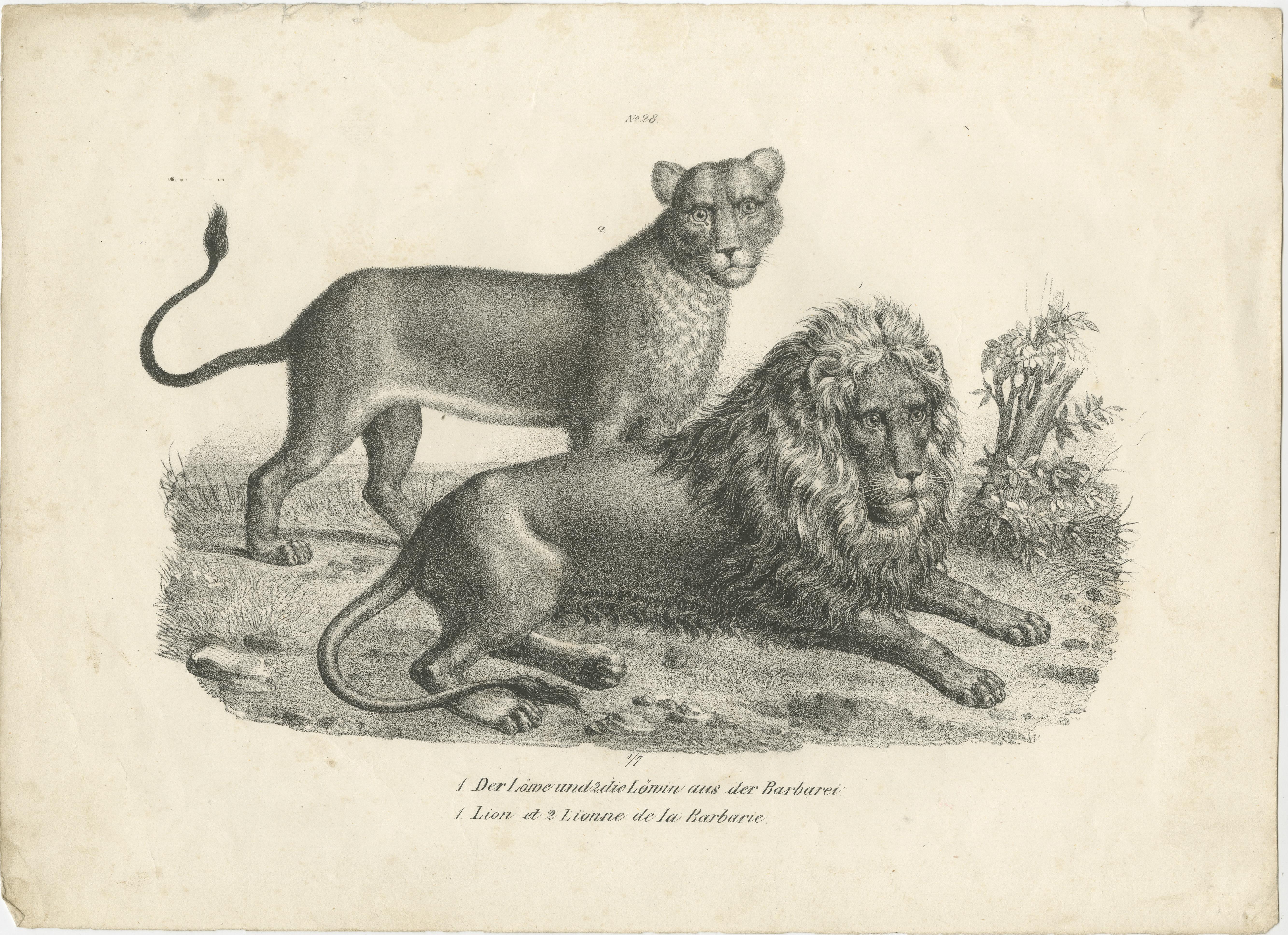 Original antique print titled 'Der Löwe und der Löwin aus der Barbarei (..)'. Old print of a Barbary Lion and Lioness. Published by Karl Joseph Brodtmann, circa 1830.