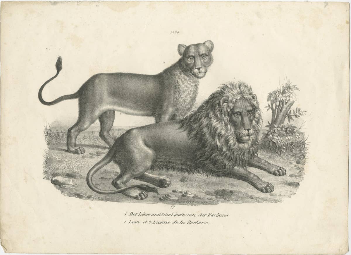 Original Antique Print of a Barbary Lion and Lioness by Brodtmann