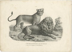 Original Antique Print of a Barbary Lion and Lioness by Brodtmann