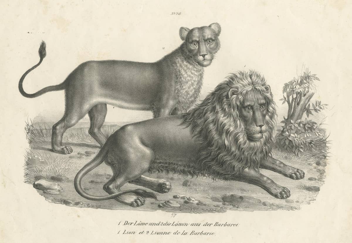 Original Antique Print of a Barbary Lion and Lioness by Brodtmann