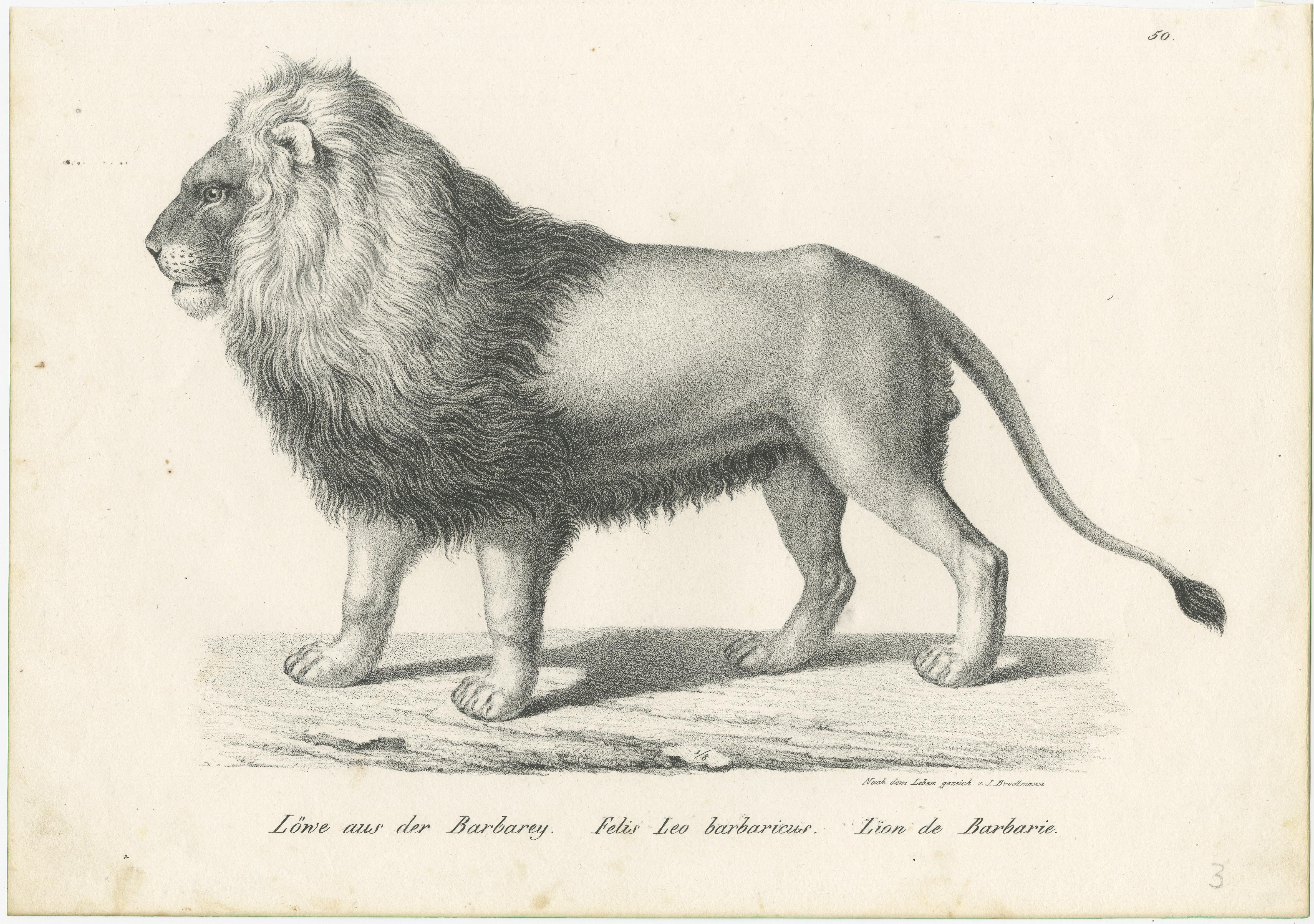 Original antique print titled 'Löwe aus der Barbarey (..)'. Old print of a Barbary lion. Published by Karl Joseph Brodtmann, circa 1830.
