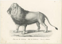 Original Antique Print of a Barbary Lion by Brodtmann