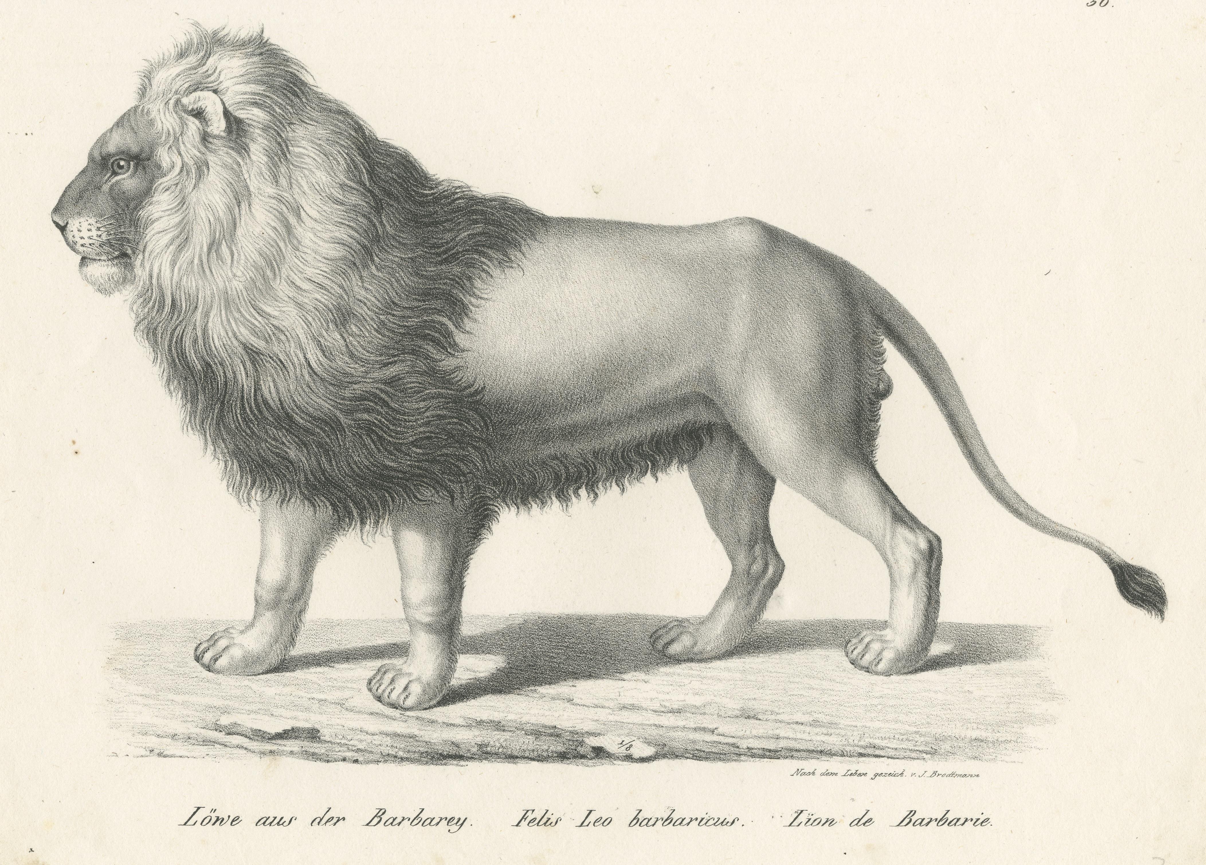 barbary lion compared to normal lion