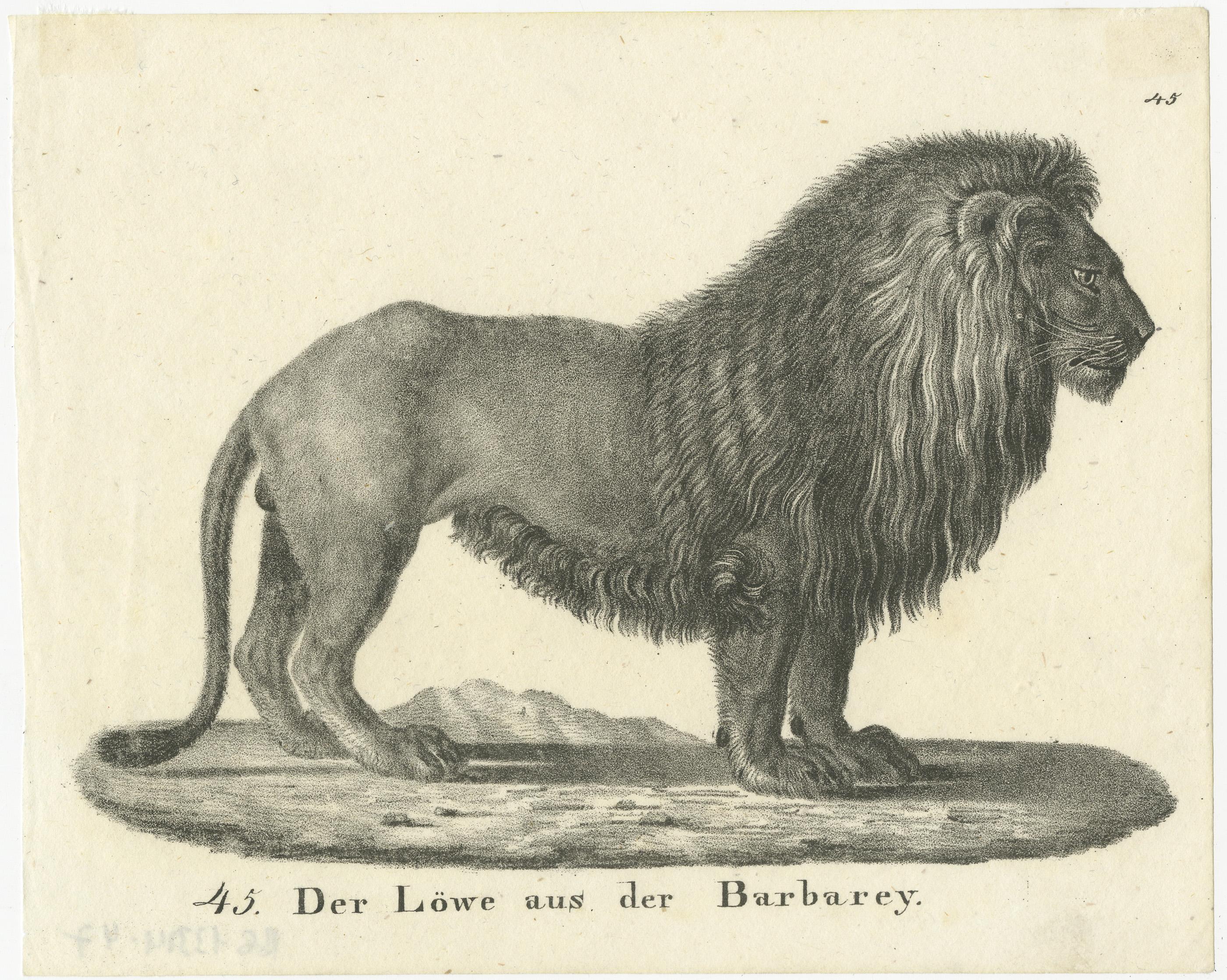Original antique print of a Barbary lion. This print originates from 'Neue Bildergallerie für die Jugend'. Published circa 1830.