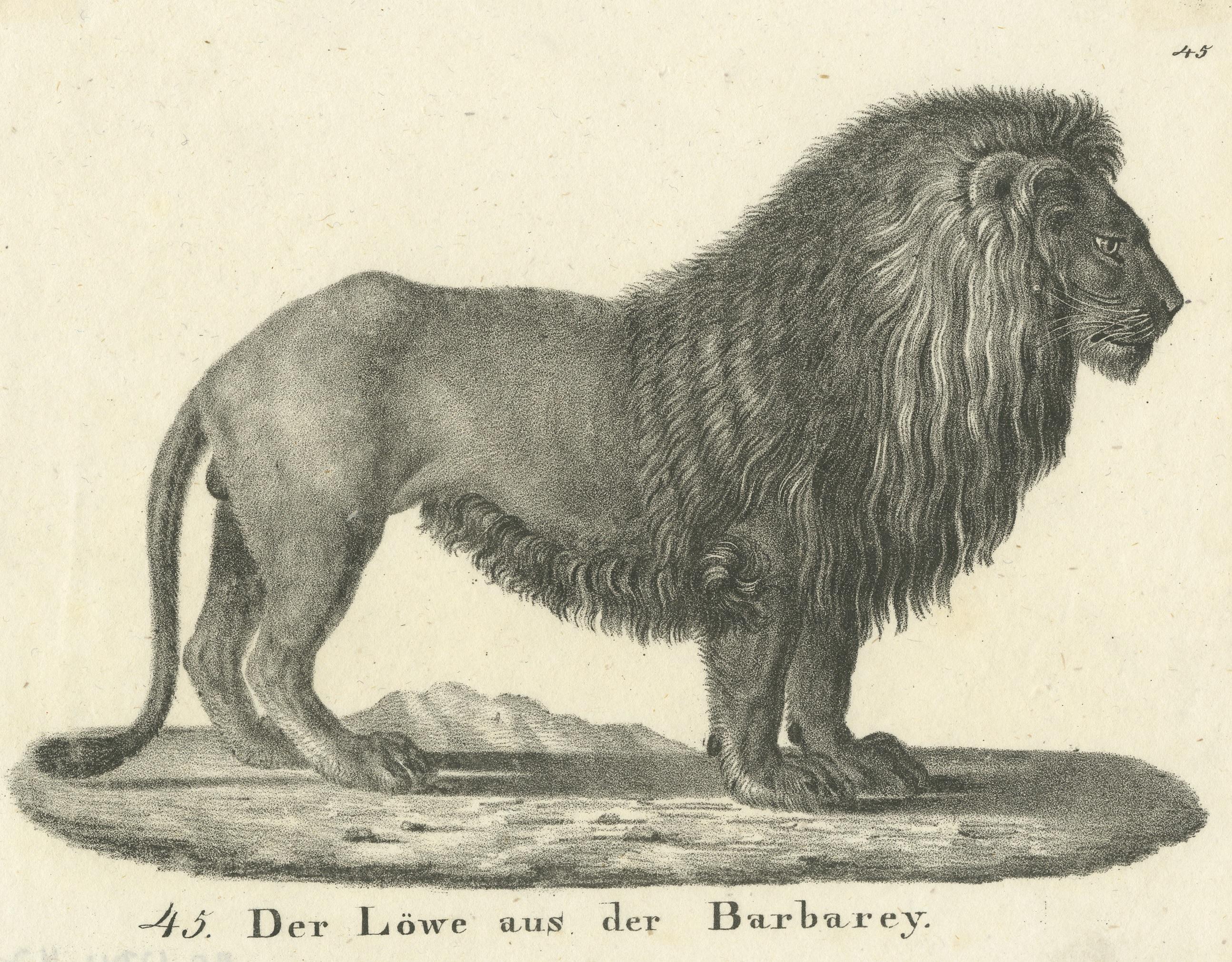barbary lion weight