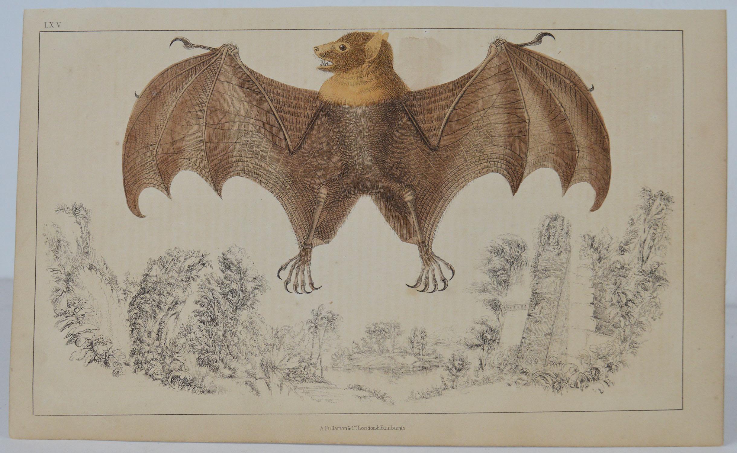 Great image of a bat.

Unframed. It gives you the option of perhaps making a set up using your own choice of frames.

Lithograph after Cpt. brown with original hand color.

Published: 1847.

Free shipping.






 