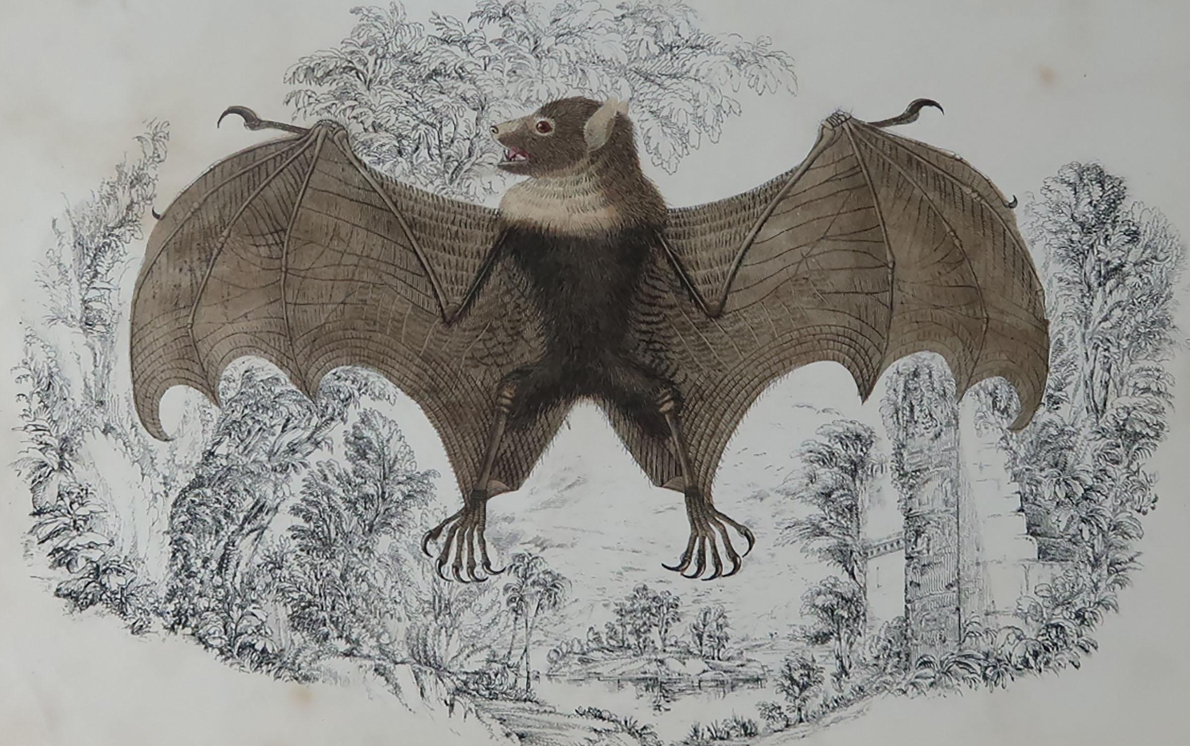 Great image of a bat.

Unframed. It gives you the option of perhaps making a set up using your own choice of frames.

Lithograph after Cpt. brown with original hand color.

Published: 1847.

Free shipping.






  