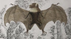 Original Antique Print of a Bat, 1847 'Unframed'