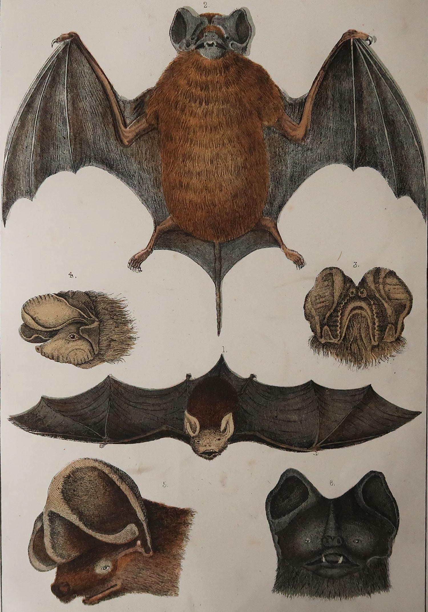 Great image of a bat.

Unframed. It gives you the option of perhaps making a set up using your own choice of frames.

Lithograph after Cpt. brown with original hand color.

Published: 1847.

Free shipping.






