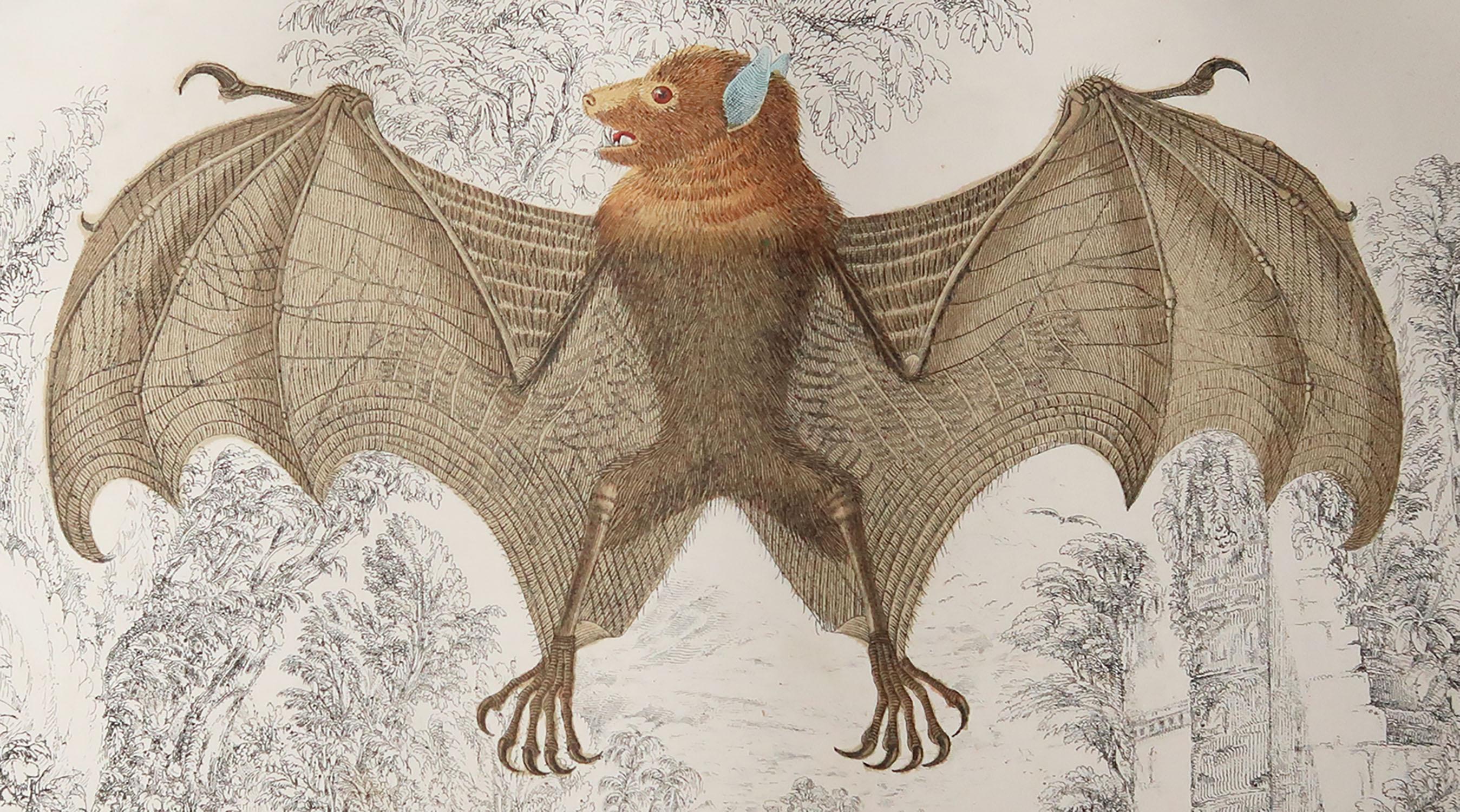 Great image of a bat.

Unframed. It gives you the option of perhaps making a set up using your own choice of frames.

Lithograph after Cpt. brown with original hand color.

Published: 1847.

Repair to a minor edge tear at top

Free