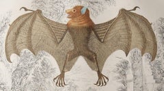 Original Antique Print of a Bat, 1847 'Unframed'