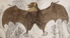 Original Antique Print of a Bat, 1847 'Unframed'