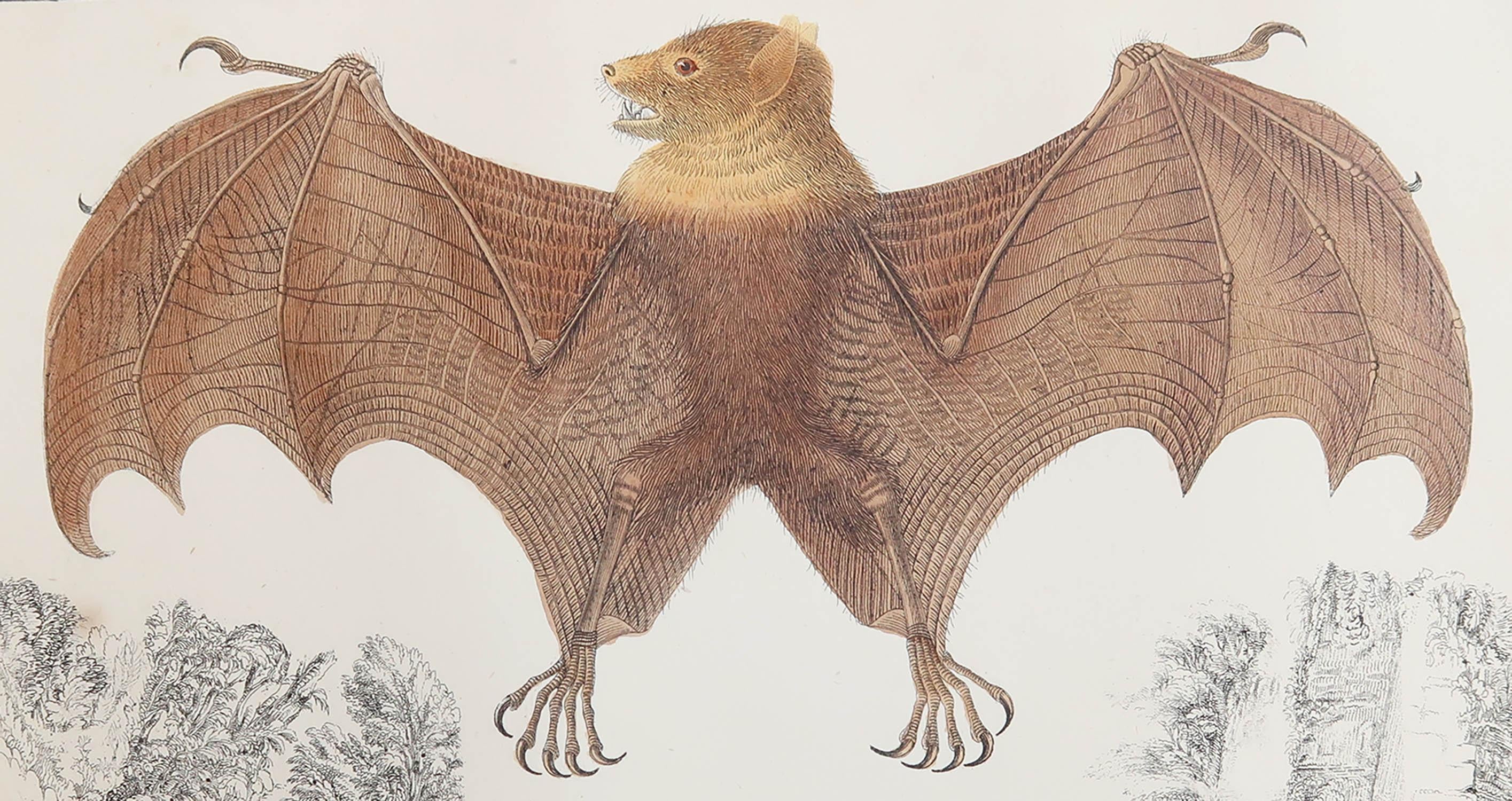 Great image of a bat.

Unframed. It gives you the option of perhaps making a set up using your own choice of frames.

Lithograph after Cpt. brown with original hand color.

Published: 1847.



