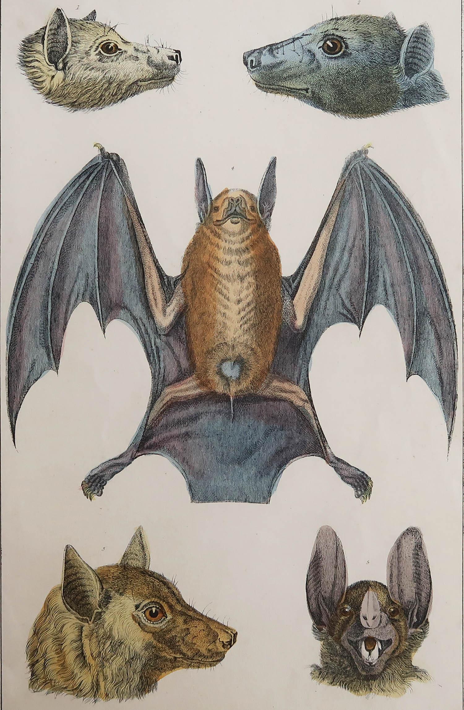Great image of a bat.

Unframed. It gives you the option of perhaps making a set up using your own choice of frames.

Lithograph after Cpt. brown with original hand color.

Published 1847.

   






