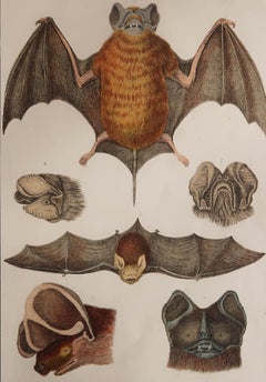 Original Antique Print of A Bat, 1847 'Unframed'