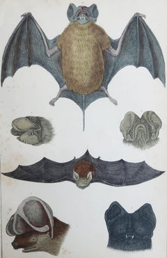 Original Antique Print of A Bat, 1847 'Unframed'