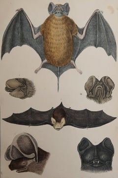 Original Antique Print of A Bat, 1847 'Unframed'