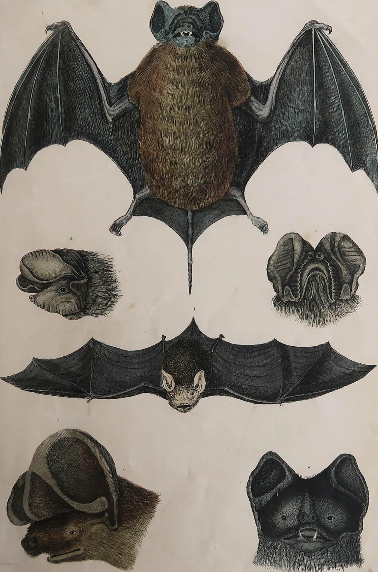 Great image of a bat.

Unframed. It gives you the option of perhaps making a set up using your own choice of frames.

Lithograph after Cpt. brown with original hand color.

Published 1847.

Repair to a minor tear bottom left corner

Free