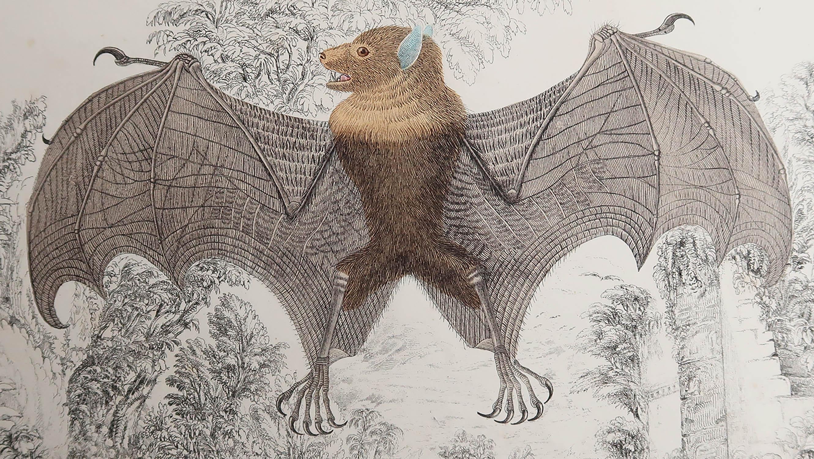 Great image of a bat.

Unframed. It gives you the option of perhaps making a set up using your own choice of frames.

Lithograph after Cpt. brown with original hand color.

Published: 1847.


