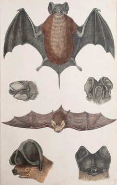 Original Antique Print of A Bat, 1847 'Unframed'