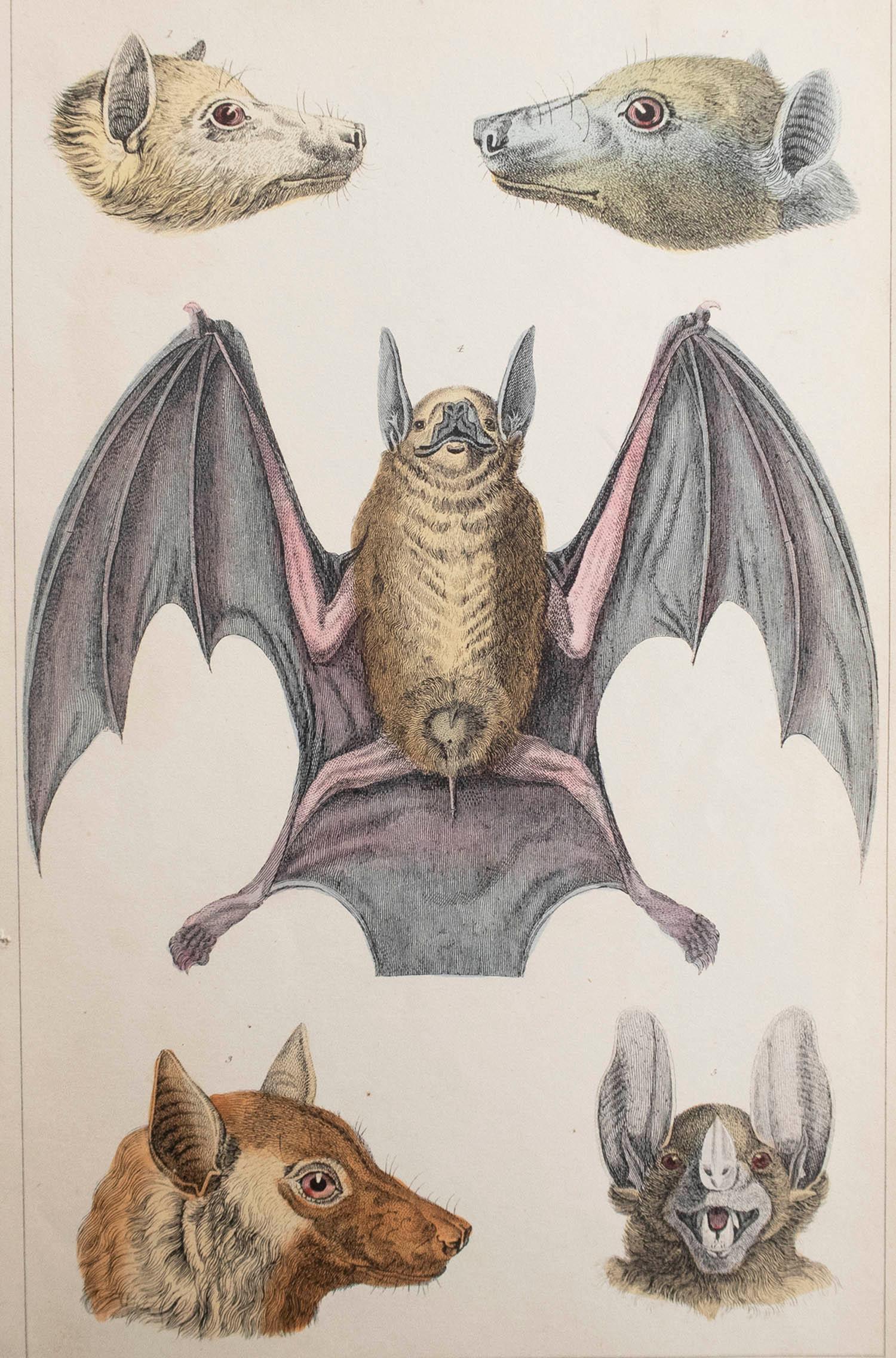 Great image of a bat.

Unframed. It gives you the option of perhaps making a set up using your own choice of frames.

Lithograph after Cpt. brown with original hand color.

Published 1847.

   






