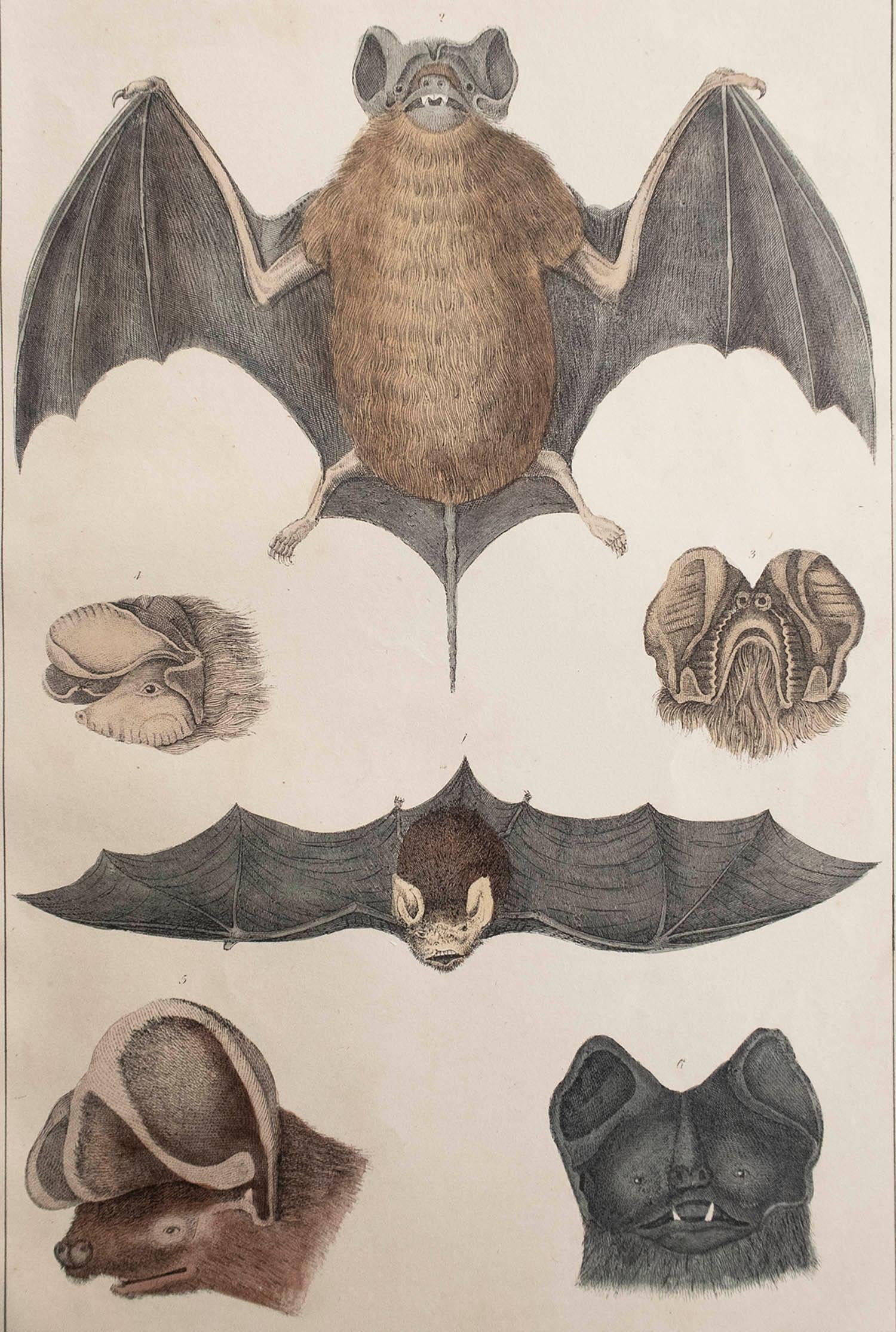 Great image of a bat.

Unframed. It gives you the option of perhaps making a set up using your own choice of frames.

Lithograph after Cpt. brown with original hand color.

Published 1847.

Free shipping.






