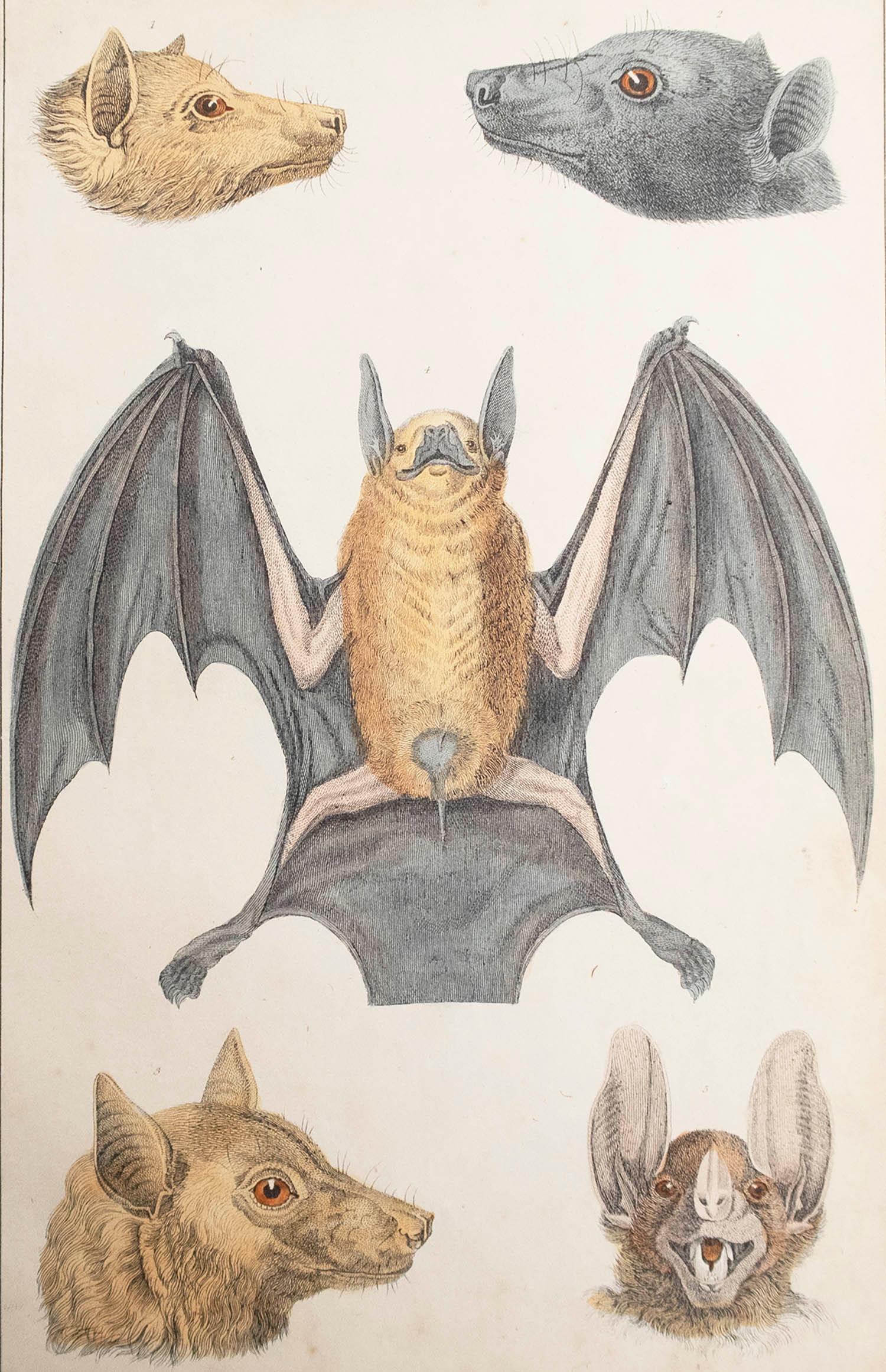 Great image of a bat.

Unframed. It gives you the option of perhaps making a set up using your own choice of frames.

Lithograph after Cpt. brown with original hand color.

Published 1847.

   






