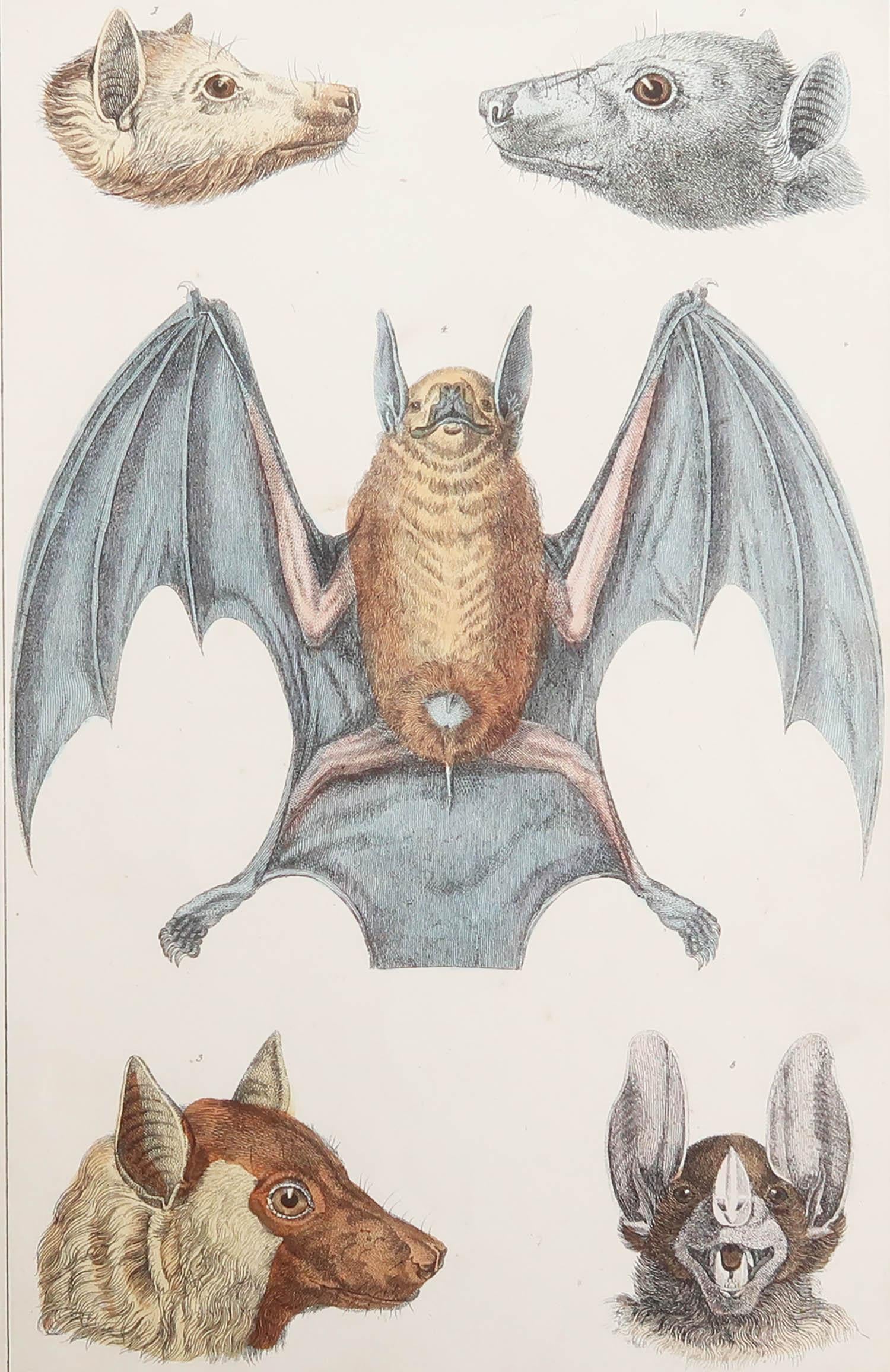Belle image d'une chauve-souris.

Non encadré. Il vous donne la possibilité de réaliser un montage en utilisant les cadres de votre choix.

Lithographie d'après le Cpt. Brown avec couleur originale à la main.

Publié en 1847.

   







