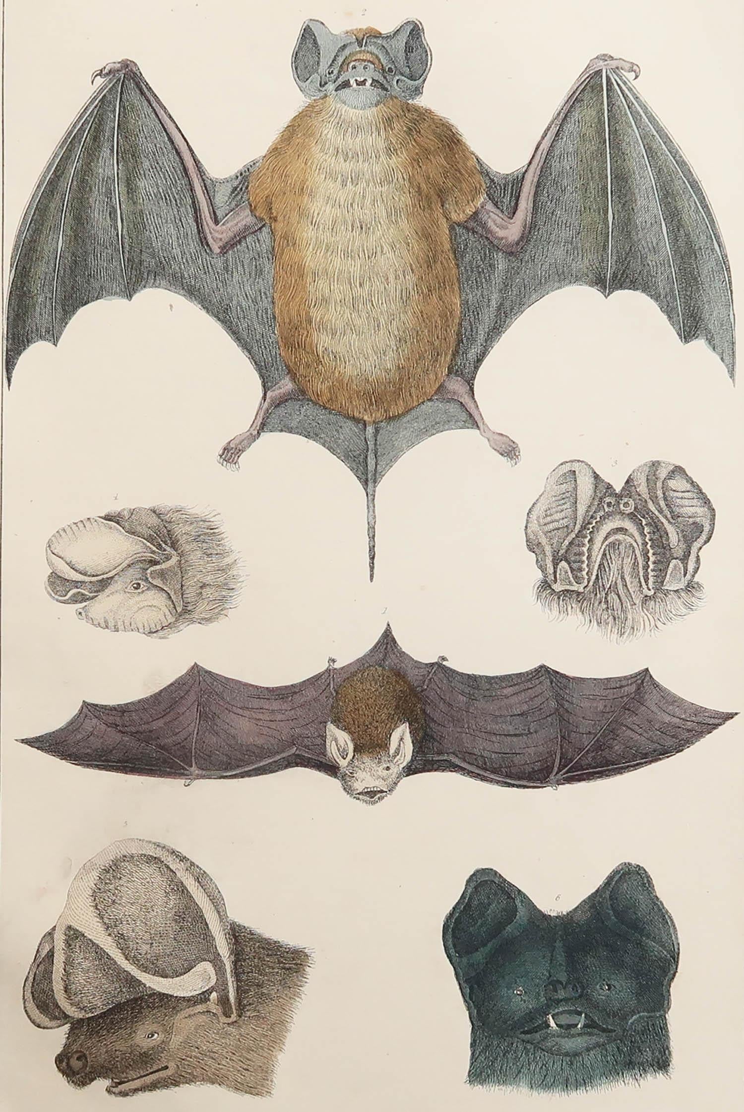 Tolles Bild einer Fledermaus.

Ungerahmt. So haben Sie die Möglichkeit, Ihre eigene Auswahl an Rahmen zu treffen.

Lithographie nach Cpt. Braun mit Original-Handkolorit.

Veröffentlicht 1847.

Kostenloser Versand.






