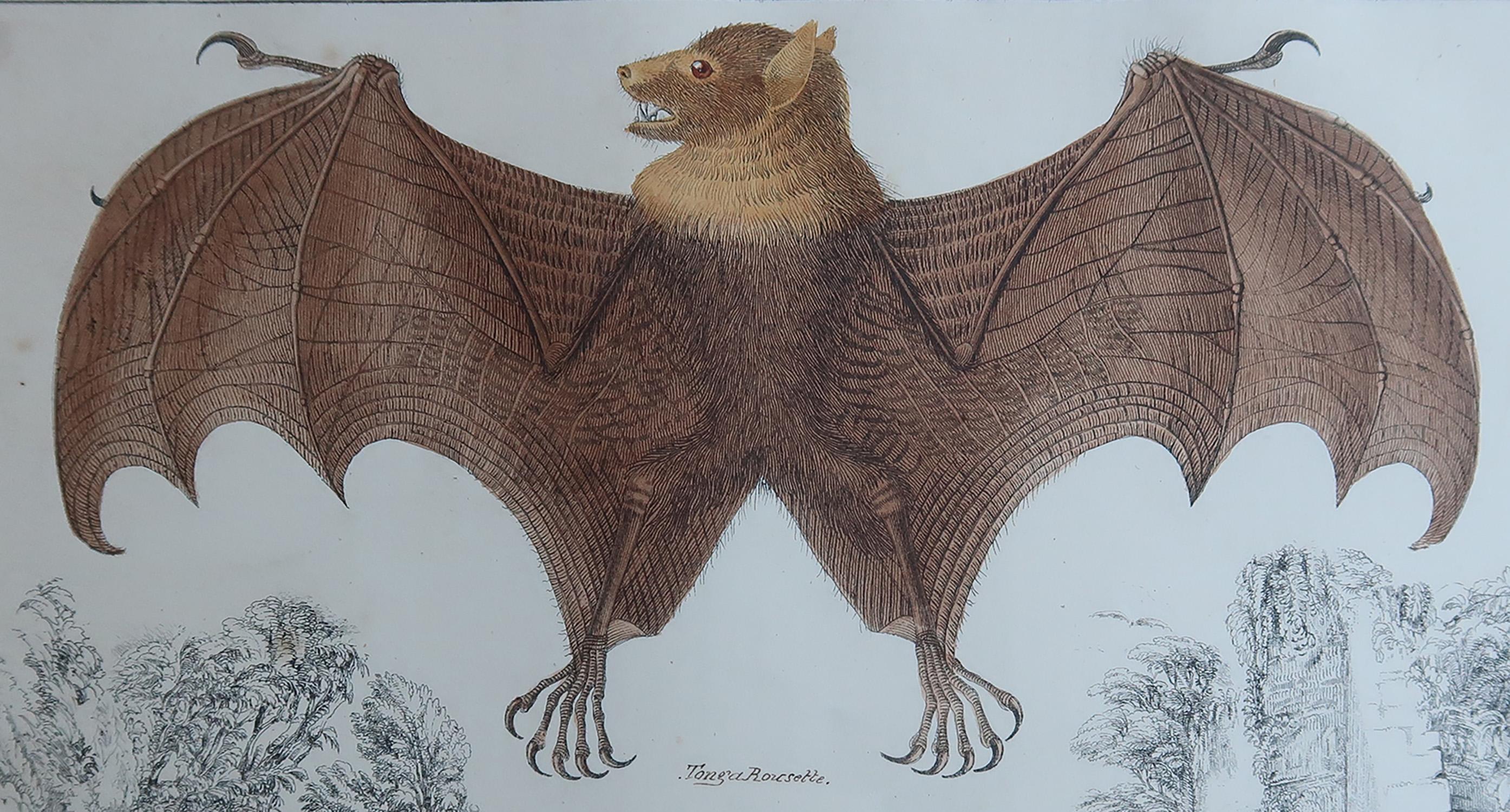 Tolles Bild einer Fledermaus.

Ungerahmt. So haben Sie die Möglichkeit, Ihre eigene Auswahl an Rahmen zu treffen.

Lithographie nach Cpt. Braun mit Original-Handkolorit.

Veröffentlicht: 1847.

Kostenloser Versand


