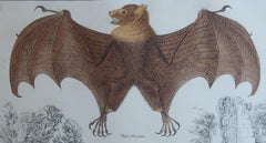 Original Antique Print of a Bat, 1847 'Unframed'