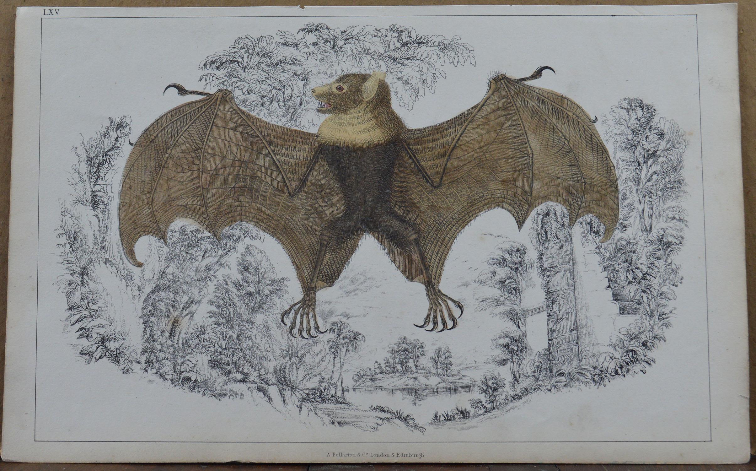 Folk Art Original Antique Print of a Bat, 1847 'Unframed'