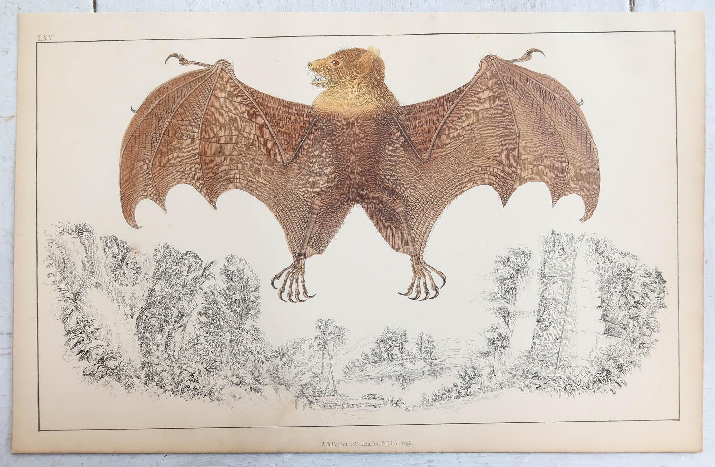 Folk Art Original Antique Print of a Bat, 1847 'Unframed'