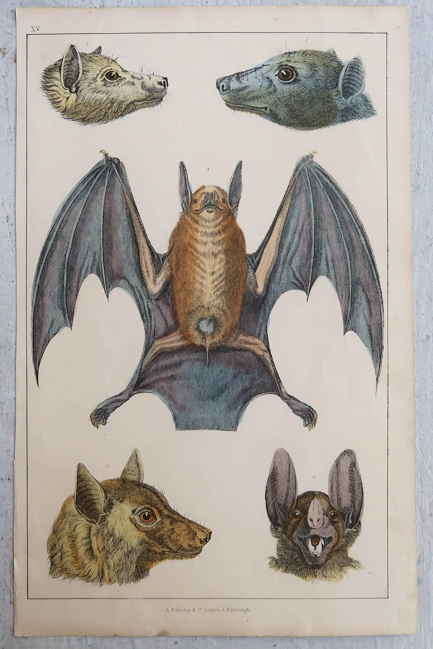 Folk Art Original Antique Print of a Bat, 1847 'Unframed'