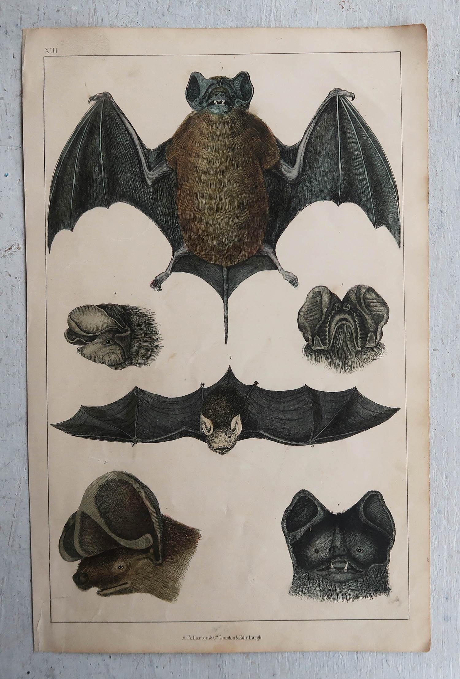Folk Art Original Antique Print of A Bat, 1847 'Unframed'2
